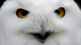 Owl-killing defender receives threats
